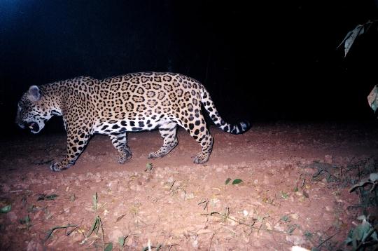 Parque do Turvo é habitat da onça pintada, maior felina das Américas (Foto: Parque Estadual do Turvo) 
