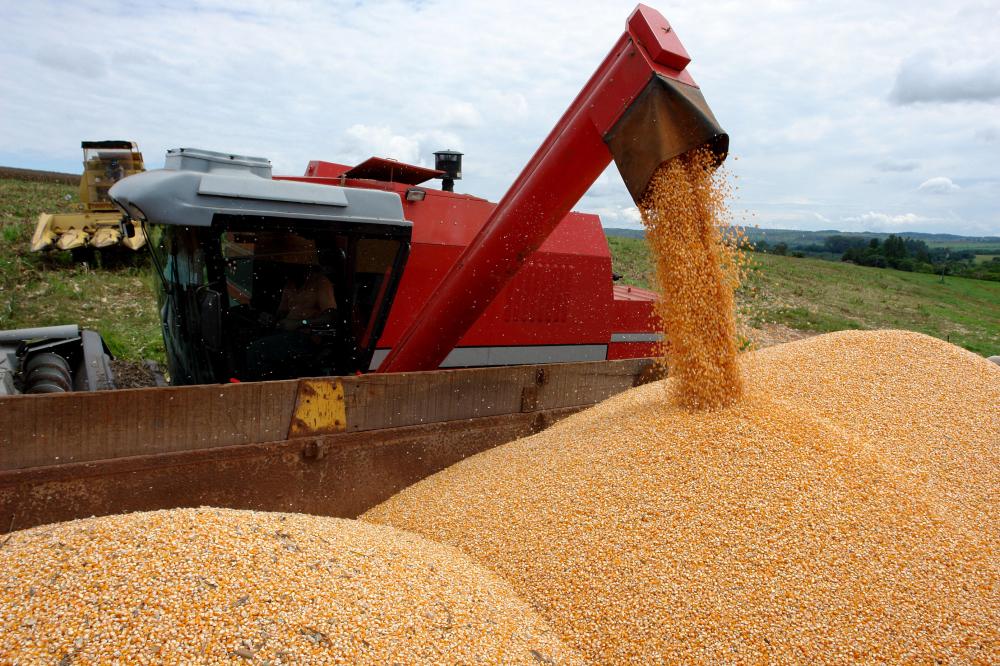 Alta é de mais de 40% em relação ao ano passado (Foto: Foto: Olímpio Pereira de Oliveira/Embrapa)