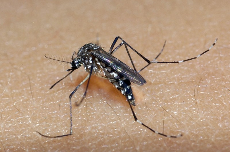 O cidadão precisa estar atento e eliminar qualquer possibilidade de proliferação do mosquito aedes aegypti. (Foto: Divulgação/Secretaria da Saúde RS)