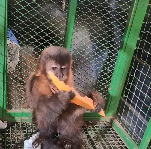 Animal será devolvido ao seu habitat natural (Foto:Sd Rafaela)