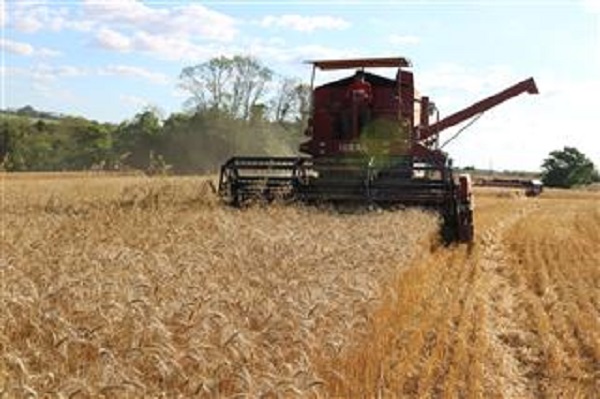 Colheita chega a 10% da área plantada com trigo no estado (Foto: Divulgação/Emater-Ascar)