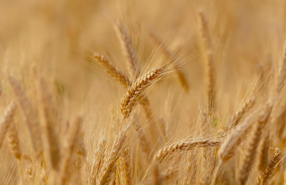 Trigo está com plantio atrasado (Foto: Candiix)