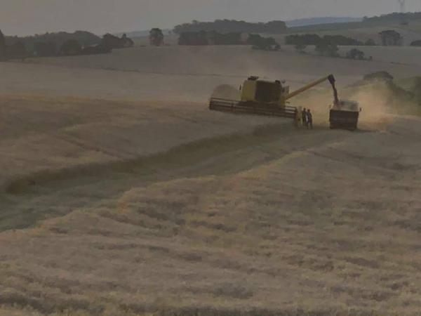 Estimativas indicam que o RS terá uma produção de 2.060.114 toneladas, porém à medida que a colheita avança. (Foto: Diones Roberto Becker)