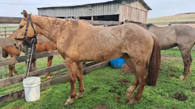 Cavalos estão sendo medicados por suspeita de ingestão de Mio mio — Foto: Sandro Leites