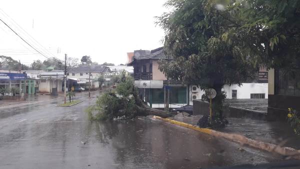 Com os fortes ventos houveram diversas quedas de árvores nos municípios da região. (Foto: Reprodução/Observador Regional)