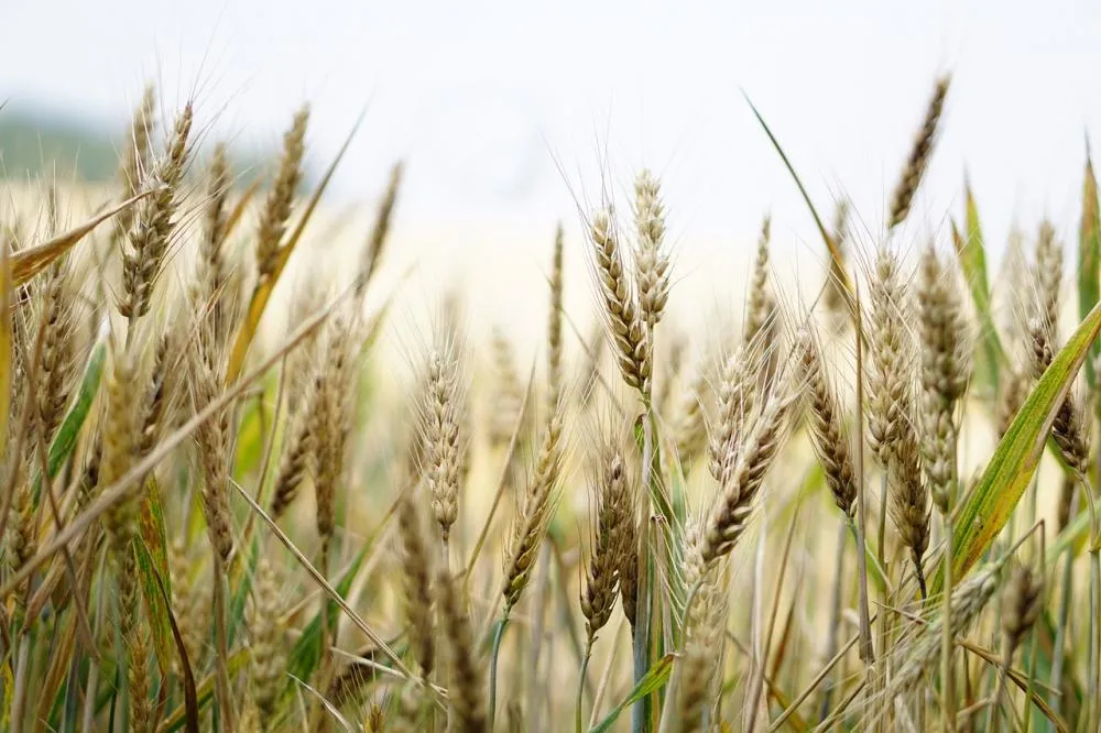 Trigo é o principal produto da agricultura gaúcha no inverno (Foto: kirahoffmann)