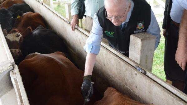Devem ser vacinados os bovinos e bubalinos com até 24 meses (Foto: Eduardo Oliveira/SEAPI)