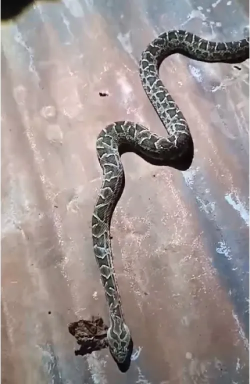 (Foto: Reprodução / Guia Crissiumal)