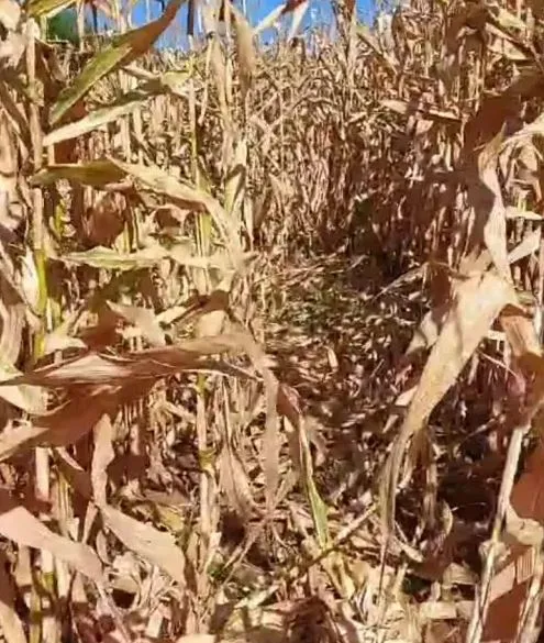 Foto: Divulgação/Guia Crissiumal