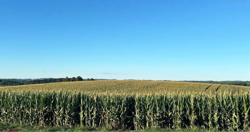 Foto de Divulgação/Granja Busnello - Plantação de milho na Granja Busnello, em Paulo Bento. A expectativa é colher 200 sacas por hectare