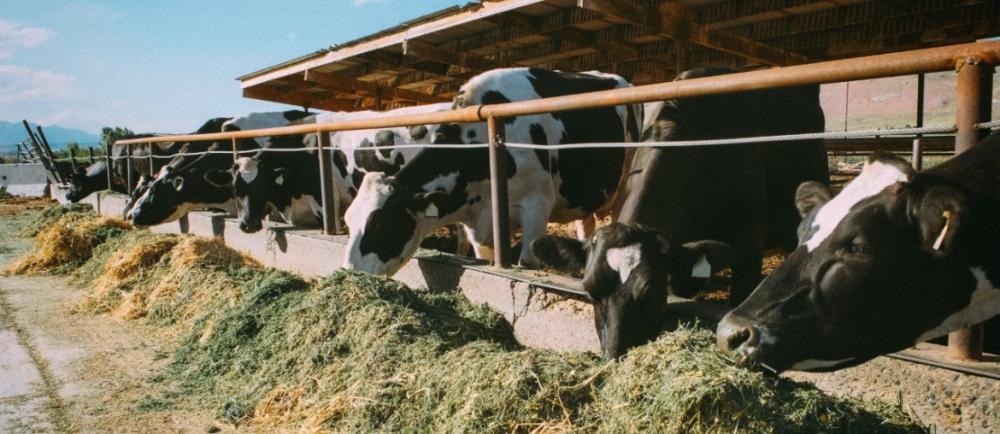 Bovinocultura de leite é uma das principais potencialidades do setor agropecuário em Três Passos. (Foto: Divulgação/Ascom de Três Passos)