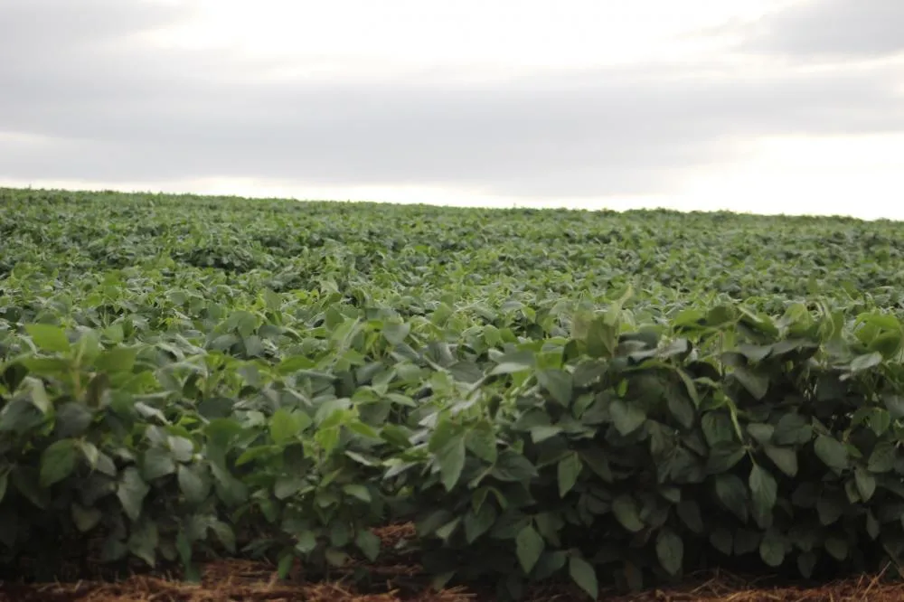 Metade das plantações de soja nas microrregiões de Tenente Portela e Três Passos foi pouco afetada pela ausência de precipitações (Foto: Diones Roberto Becker)