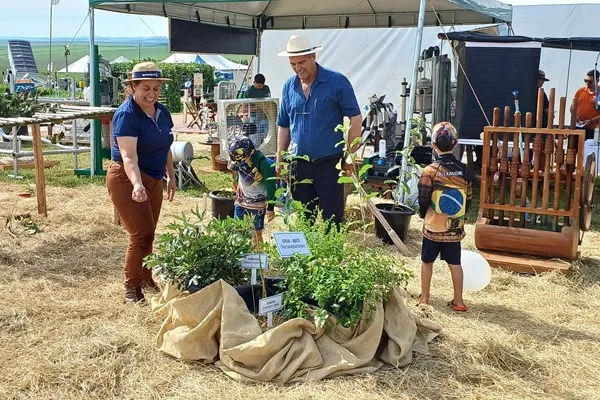 Com a iniciativa, a Emater-Ascar busca valorizar o potencial da erva-mate e das plantas bioativas (Foto: Carina Venzo Cavalheiro)