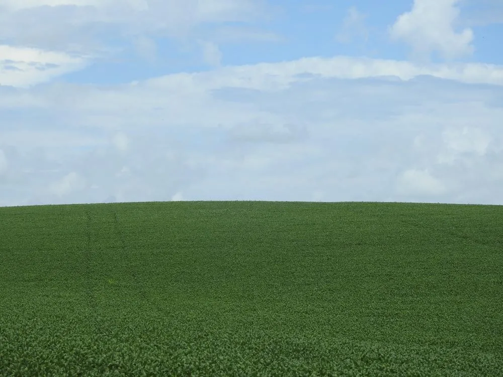 Cultivares de ciclo precoce e as áreas semeadas em outubro de 2024 foram as mais impactadas pela estiagem (Foto: Diones Roberto Becker)