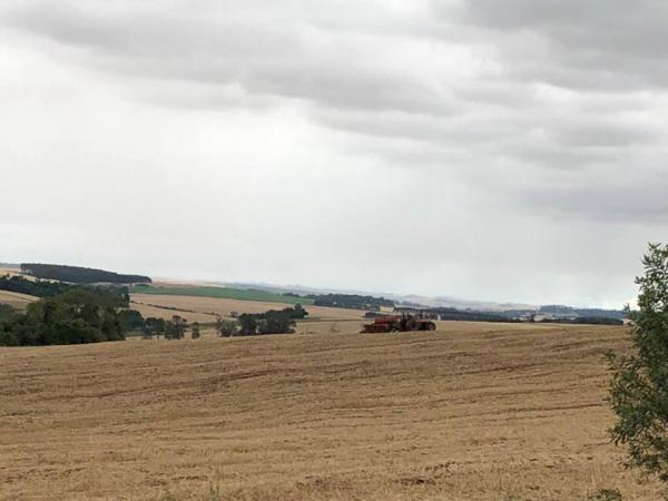 Levantamento aponta que 5,9 milhões de hectares serão semeados com soja nesta safra (Foto: Diones Roberto Becker)