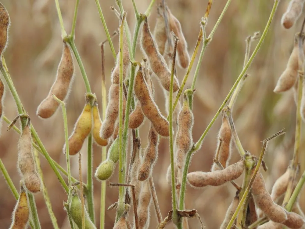 Ausência de chuvas reduziu a produção de grãos no âmbito regional (Foto: Diones Roberto Becker)