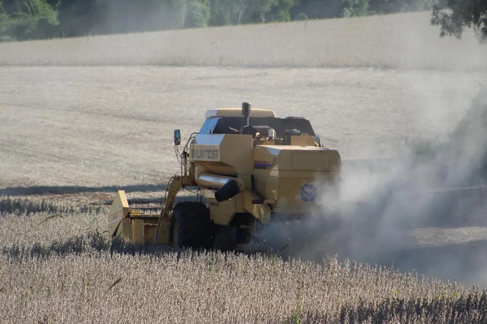 Atualmente, a média registrada é de 2.124 quilos por hectare (Foto: Diones Roberto Becker)