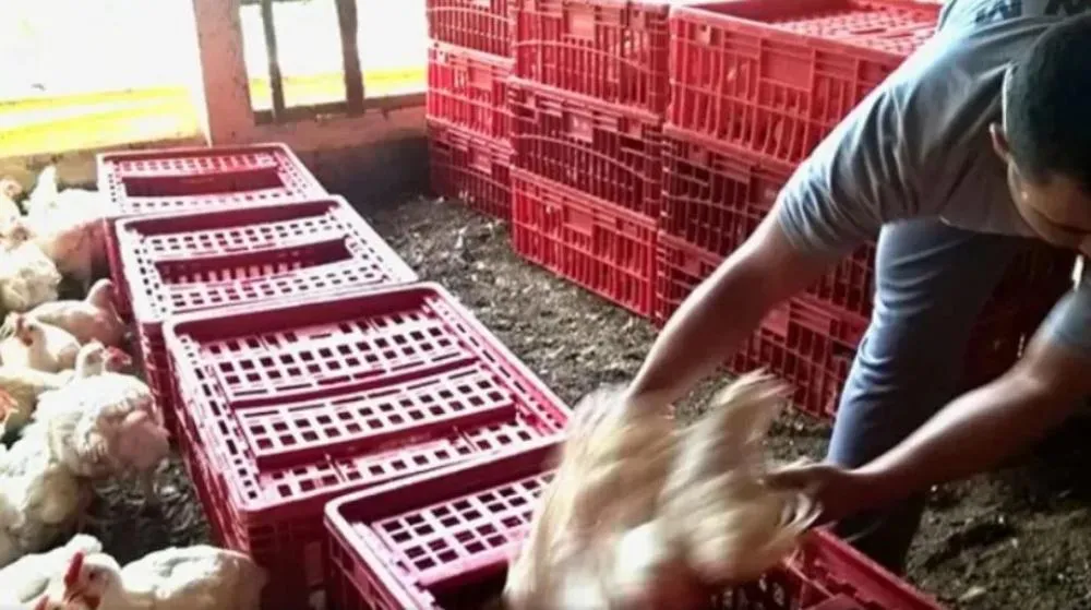 Jornadas excessivas e condições insalubres são alguns dos problemas enfrentados pelos trabalhadores da apanha de frango (Foto: André Campos/2016/Repórter Brasil)