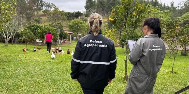 Ao todo, 17.025 aves morreram ou foram sacrificadas. (Foto: Divulgação / Seapi / Divulgação / CP)