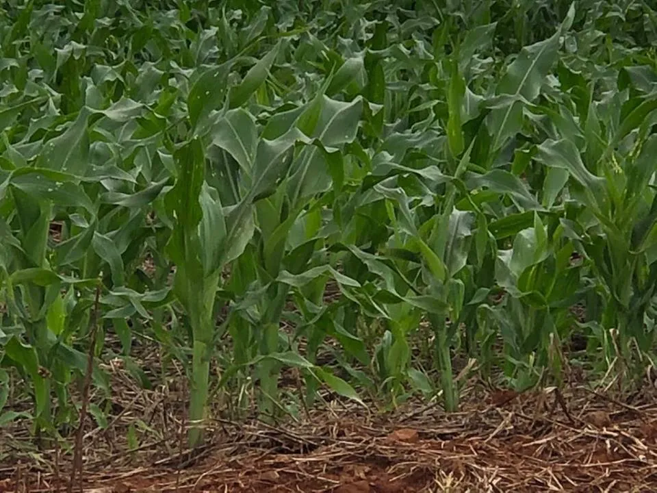 Subsídio passa de 28% para 100% sobre o valor das sementes de milho e sorgo fornecidas aos produtores para o cultivo da safrinha (Foto: Diones Roberto Becker)