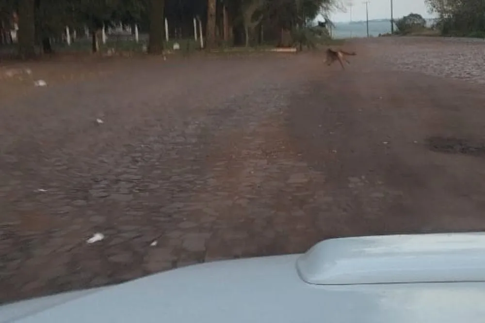 (Foto: Reprodução)