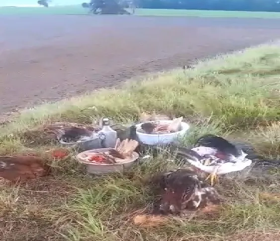 (Foto: Reprodução)