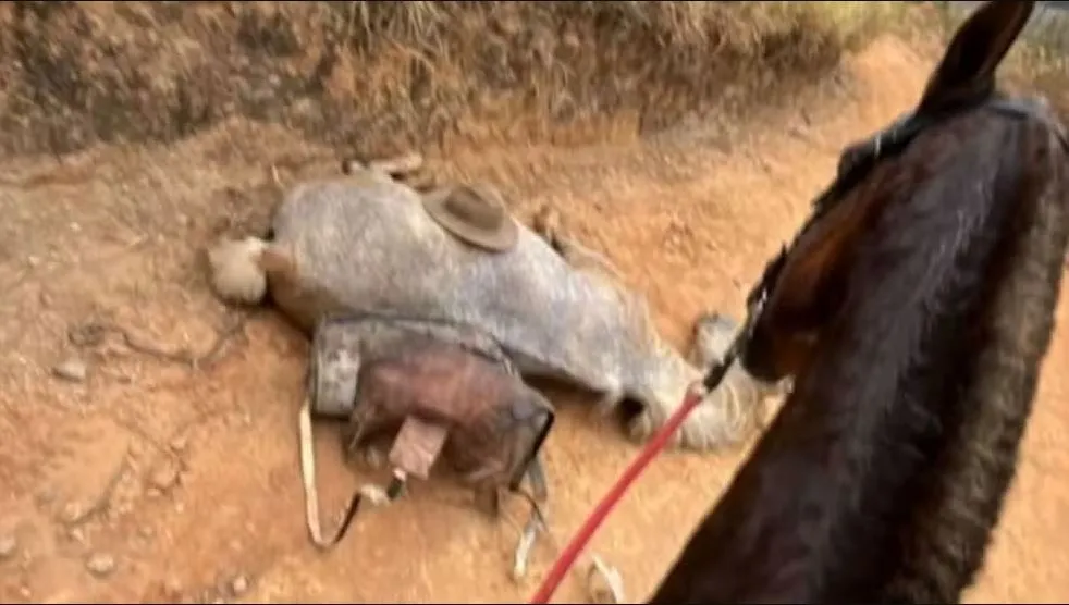 Imagem viralizada mostra cavalo branco caído no chão antes de mutilação em Bananal, SP. (Foto: Reprodução / Redes sociais)