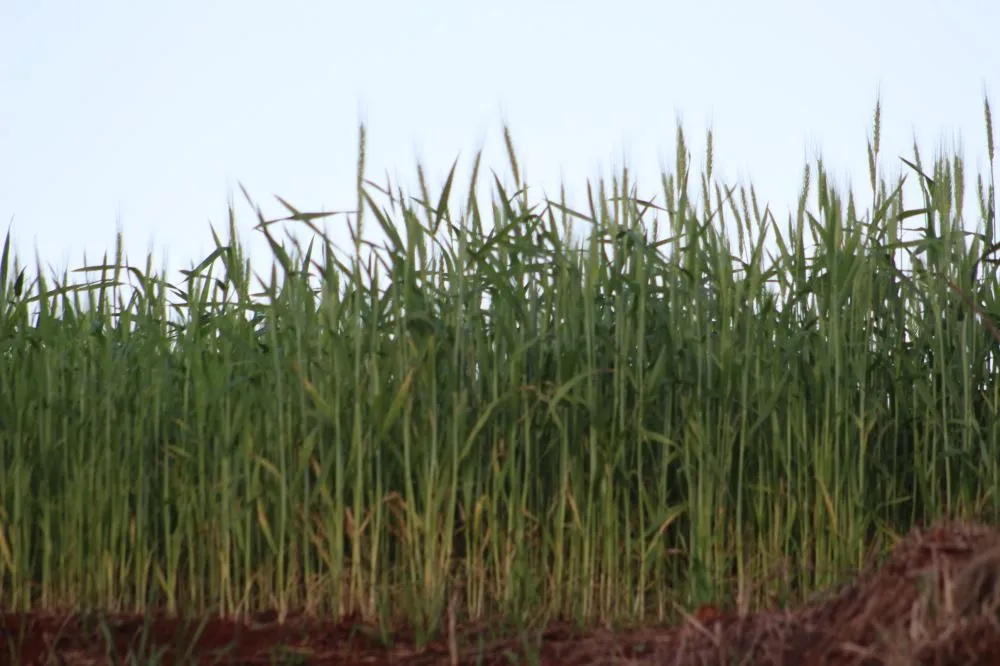 Evolução do cultivo de trigo segue adequada no RS, com 55% das lavouras estão no final do ciclo vegetativo (Foto: Diones Roberto Becker)