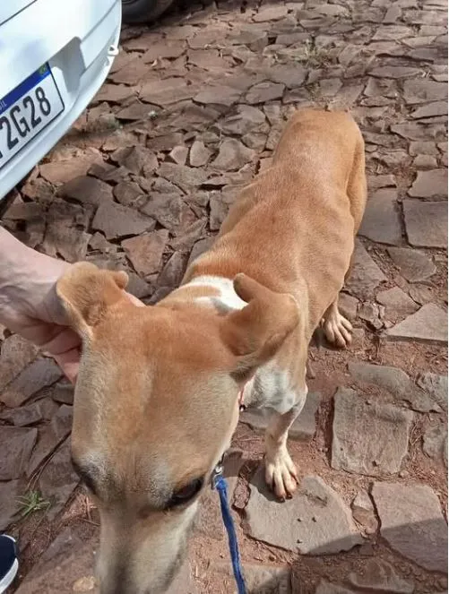 (Foto: Reprodução/Grupo Focinho Amigo)