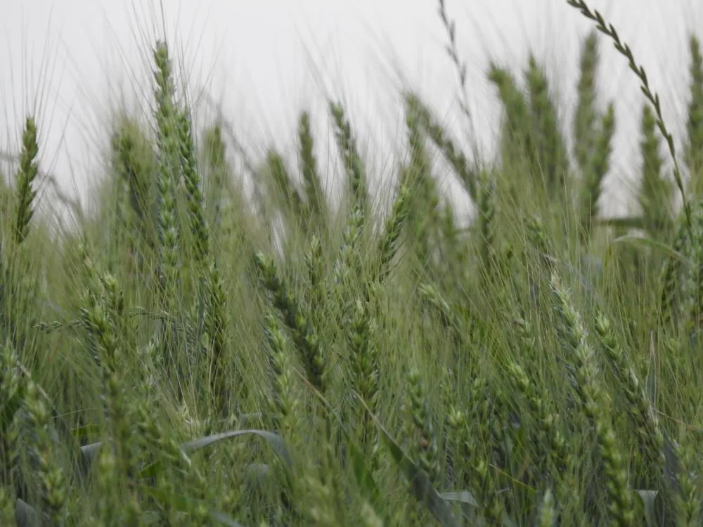 Produtividade média projetada para o trigo no Rio Grande do Sul é de 3.261 quilos por hectare (Foto: Diones Roberto Becker)