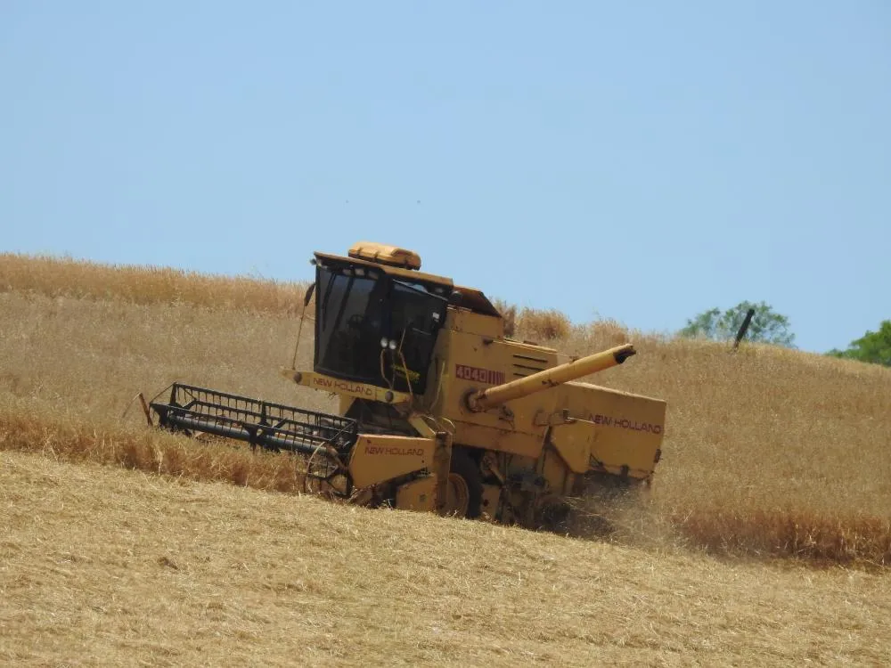 Tempo seco e ensolarado favorece a colheita do trigo que atinge 10% dos 1.141.224 hectares cultivados no Estado (Foto: Diones Roberto Becker)