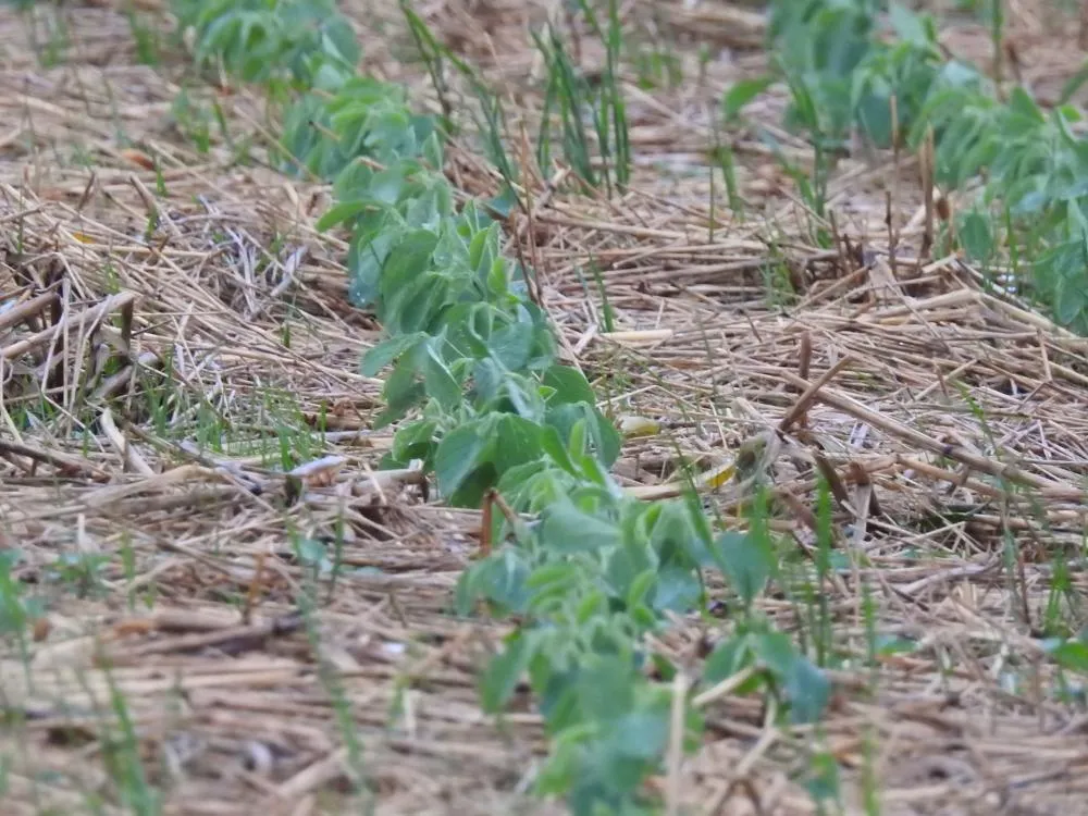 Área implantada com soja avançou de 28% para 43% do total projetado para esta safra, cujo cultivo está estimado em 6.742.236 hectares (Foto: Diones Roberto Becker)