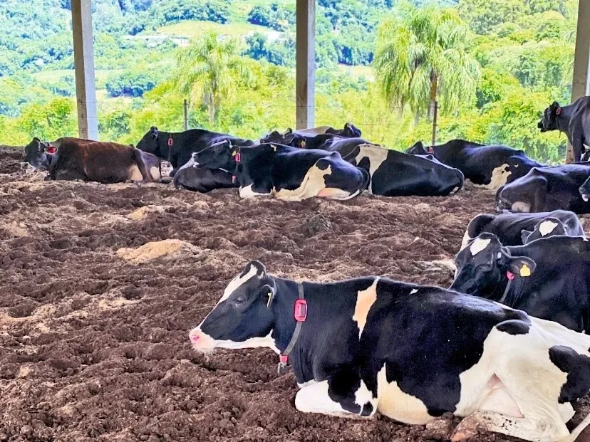 (Foto: Cotribá/ Divulgação/CP)