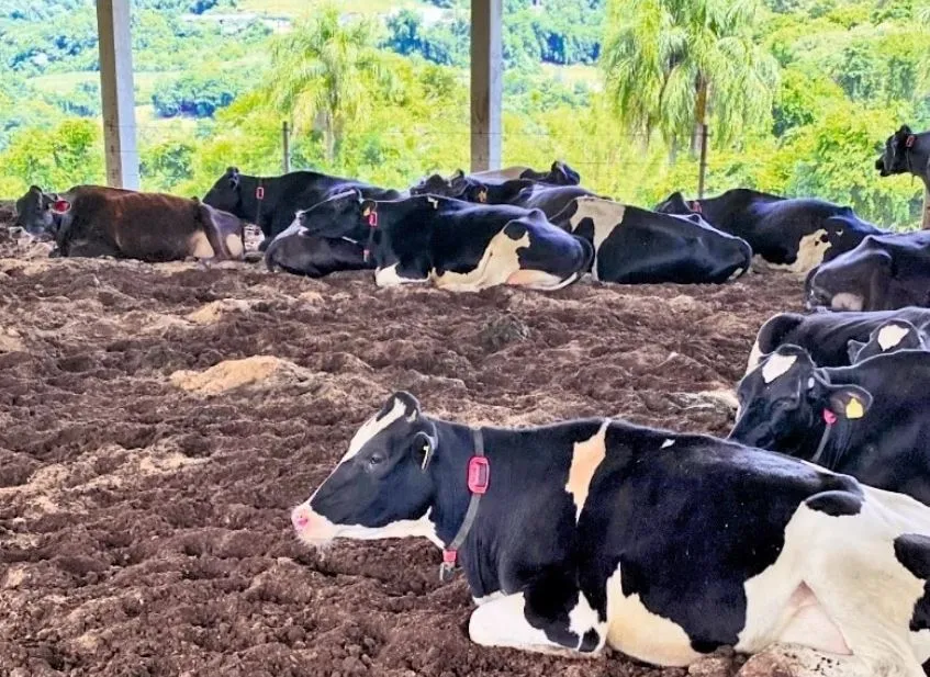 (Foto: Cotribá/Divulgação/CP)