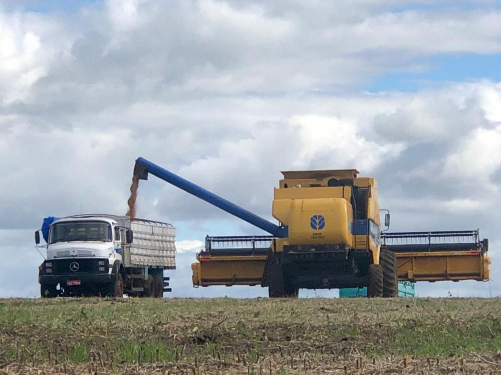 Segundo o IBGE, Rio Grande do Sul tem participação de 13,4% na produção nacional (Foto: Diones Roberto Becker)