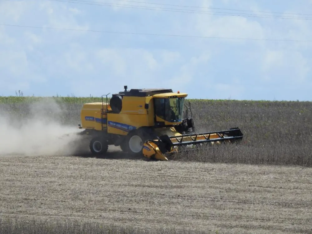 Produtividade das lavouras em safrinha segue em declínio devido ao aumento da incidência de oídio e ferrugem (Foto: Diones Roberto Becker)