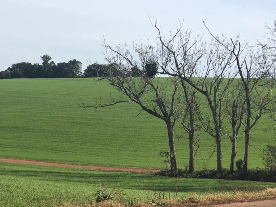 Lavouras com boa disponibilidade hídrica e temperaturas propícias, o estabelecimento e o desenvolvimento do trigo estão adequados (Foto: Diones Roberto Becker)