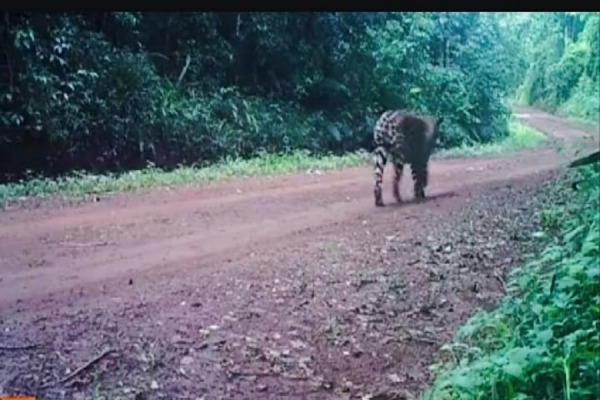 Animal transitando na estrada principal da unidade de conservação permanente (Foto: Reprodução/Facebook)