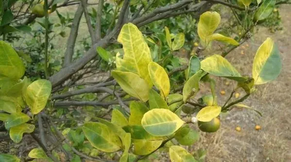 (Foto: Arquivo Fudecitrus/Revista Cultivar) 
