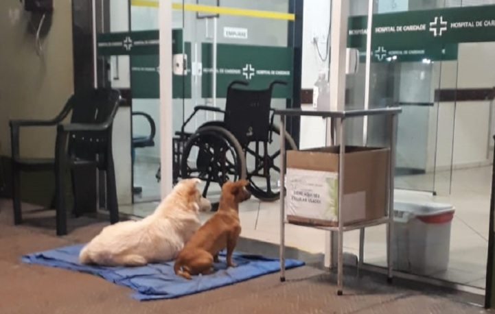 Cães aguardavam a mulher que cuidava de um paciente internado no hospital (Foto: Reprodução/Três Passos News)