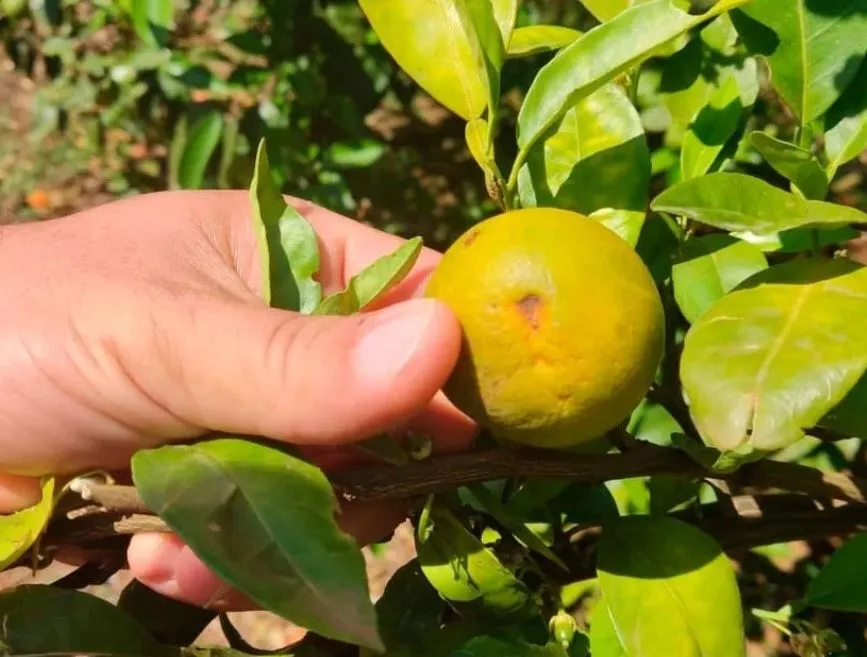 Ao se manifestar, apresenta sintomas em citros como ramos amarelados e frutos assimétricos. (Foto: Adapar / Divulgação)