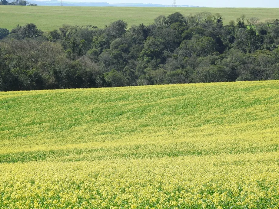 Canola avança na floração e apresenta desenvolvimento satisfatório na região