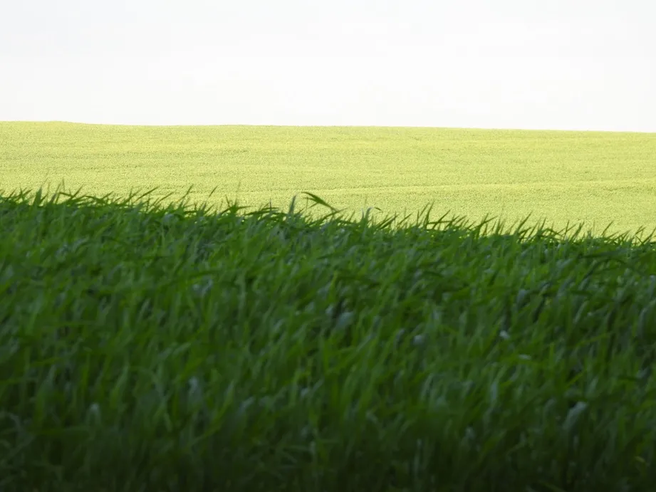 95% das áreas permanecem em desenvolvimento vegetativo e 5% estão em floração (Foto: Diones Roberto Becker)