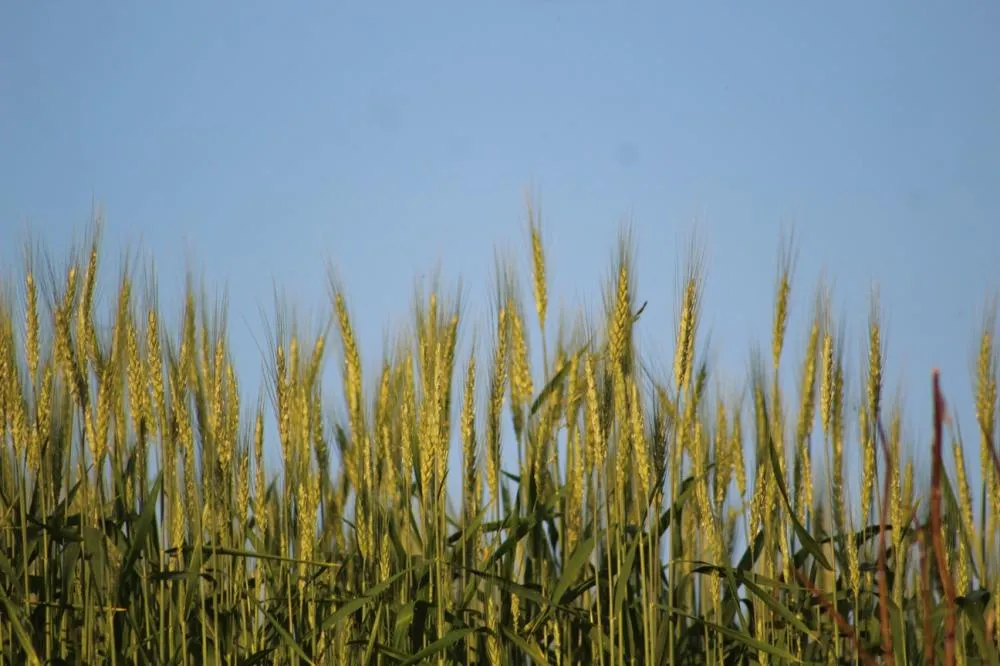 Levantamento da Emater-Ascar aponta que o cereal ocupa 82,5 mil hectares em 2026, contra 106.538 hectares no ano passado (Foto: Diones Roberto Becker)