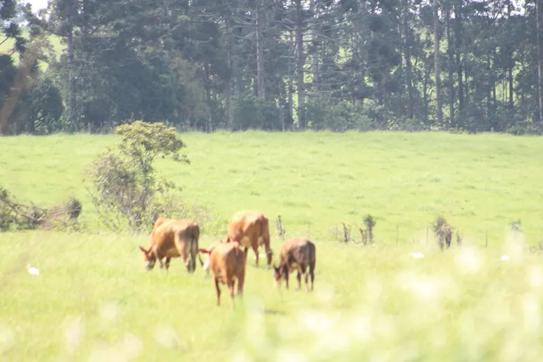 Resultado foi impulsionado pela agropecuária, mas também contou com crescimento da indústria e dos serviços (Foto: Diones Roberto Becker) 