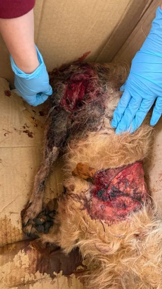 Morte de cão encontrado com ferimentos graves causa revolta em Coronel Bicaco