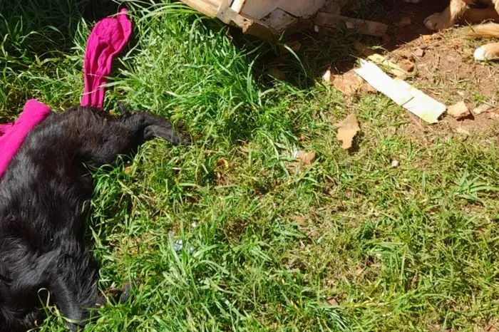 Suspeita de enforcar cachorro tem prisão preventiva decretada em Passo Fundo
