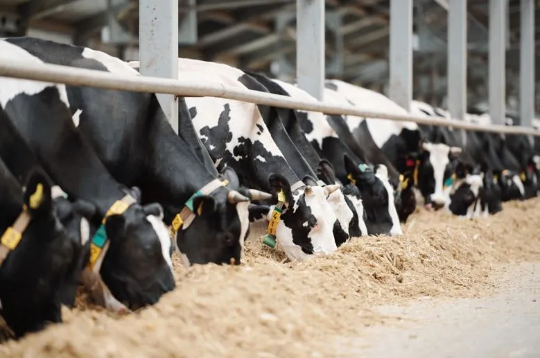 RS perde 65% dos produtores de leite em uma década