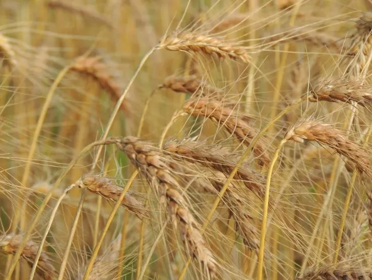 Chuvas na reta final do trigo ameaçam qualidade e podem aumentar prejuízos no campo