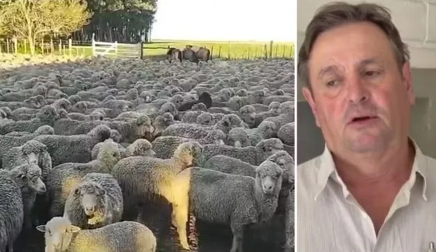 Foto mostra o produtor João Francisco Pontes Oyhenard junto ao rebanho na propriedade rural de Uruguaiana, onde 450 ovinos desapareceram. (Foto: Arquivo Pessal/Reprodução)